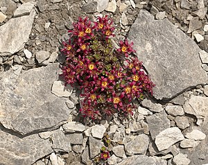 Two-flowered saxifrage (Saxifraga biflora) from the Bernese Alps (Switzerland)