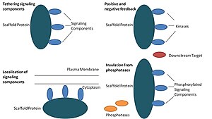 Function of scaffold proteins Scaffold Function.jpg