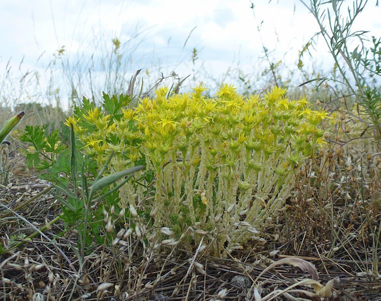 File:Scharfer Mauerpfeffer (Sedum acre).jpg