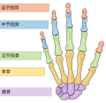 人体手部骨骼。