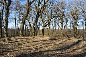 Schleswig-Holstein, Bargenstedt (Dellbrück), Marienburg bei Dellbrück NIK 1702.JPG