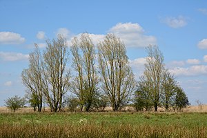 Schleswig-Holstein, Lunden, Landschaftsschutzgebiet und Naturerlebnisraum NIK 5762.jpg