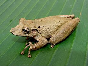 Descrição da imagem Scinax rostratus.jpg.