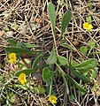 * Nomination Caterpillar-plant (Scorpiurus muricatus) --Robert Flogaus-Faust 14:54, 28 October 2023 (UTC) * Decline  Oppose Borderline sharpness. --Sebring12Hrs 09:57, 3 November 2023 (UTC)