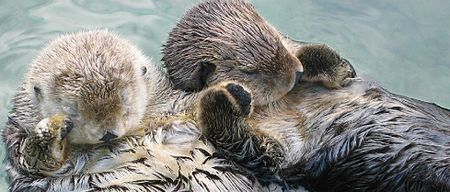 ไฟล์:Sea otters holding hands, cropped.jpg