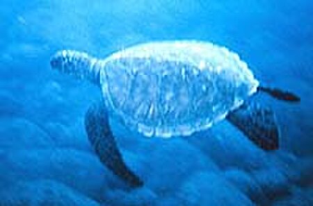 Fail:Sea turtle small.jpg