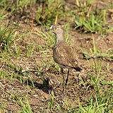 Senegal lapwing (Vanellus lugubris).jpg