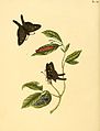 90. Papilio longicauda (= Chioides catillus)