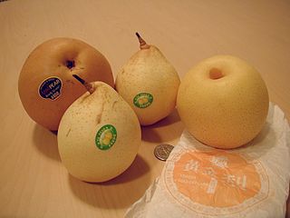 Asian pear list of plants with the same or similar names