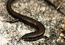 Short-legged Seps - Tetradactylus seps - Cape Town.jpg