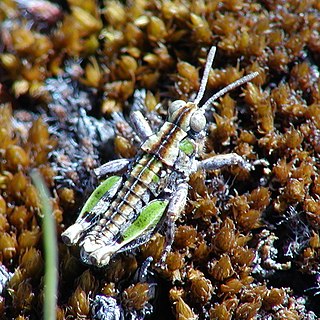 <i>Sigaus minutus</i> Species of grasshopper