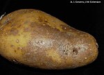 Miniatura Parch srebrzysty ziemniaka