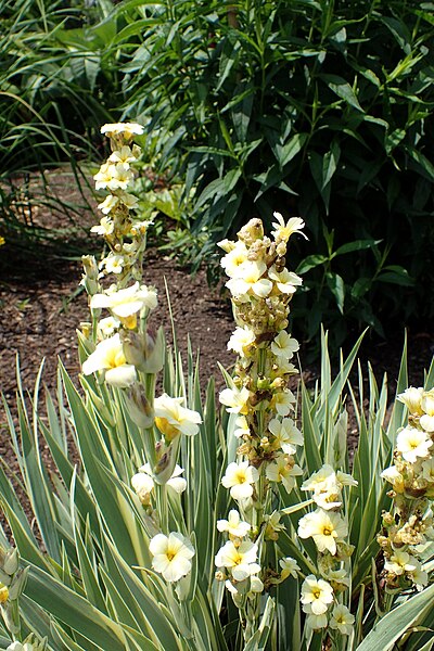 File:Sisyrinchium striatum 'Variegatum' kz1.jpg