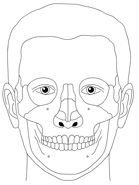 File:SkullSchaedel1.png