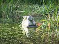 Beeldhouwwerk Werbeline in de dorpsvijver, bij de kerk