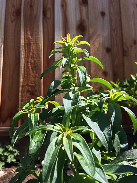 File:Snapdragon Not Flowering.jpg