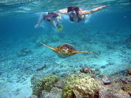Snorkelers swimming with a Green sea turtle (Chelonia mydas) at Kahaluu Beach County Park in Kahaluʻu Bay — on the Big Island of Hawaiʻi.