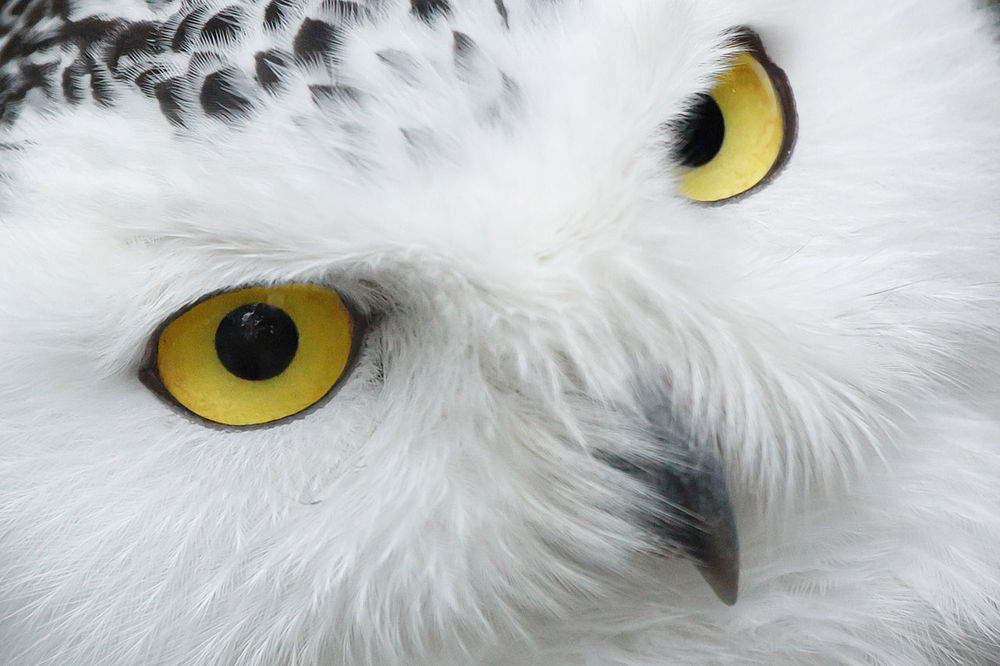 Cette Harfang des neiges est appelé Midnight, et elle vous regarde...