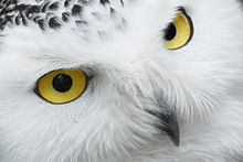 Snowy Owl adults have yellow eyes