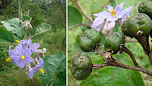 Solanum lanceolatum.jpg