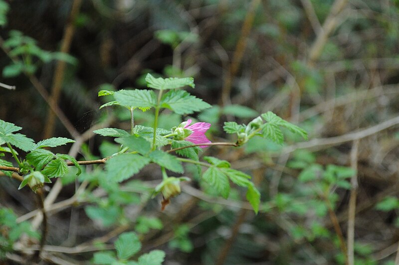 File:South Whidbey State Park 03.jpg