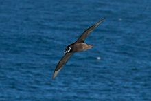 The spectacled petrel (Procellaria conspicillata) is a vulnerable species. Spectacled Petrel, Procellaria conspicillata.jpg