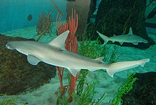 Bonnethead sharks seen at the Mote Marine Laboratory