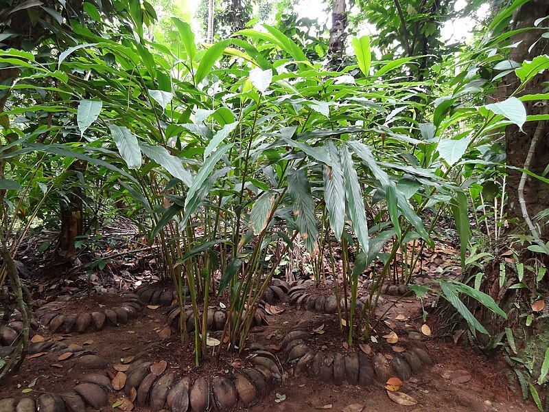 File:Spice & Herbal Garden - Palapathwela, Sri Lanka 10.JPG