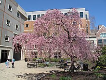 Spring at the Weinberg Memorial Library Spring at Weinberg Memorial Library.jpg