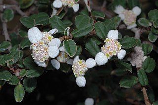 <i>Spyridium thymifolium</i> Species of shrub