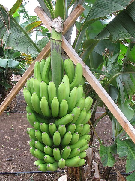 File:Starr-130221-1621-Musa acuminata-fruit Williams-Waihee-Maui (25087626822).jpg