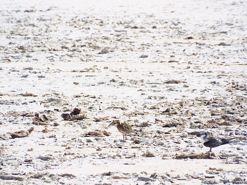 File:Starr-130911-0913-Cyperus laevigatus-habitat with Pacific Golden Plover and juvenile Gray Backed Tern-Lake-Laysan (25223082965).jpg