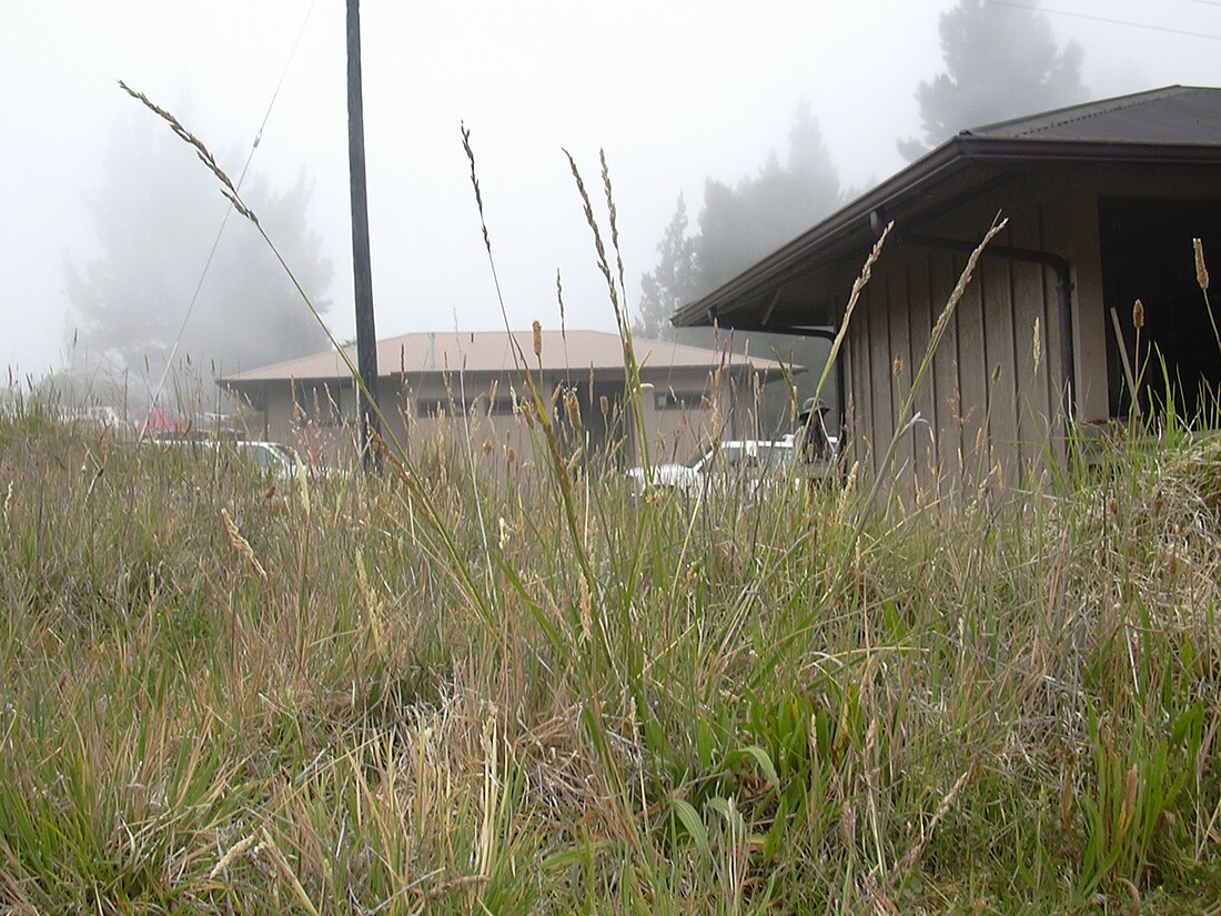 Festuca arundinacea