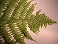 Starr 050131-3468 Athyrium microphyllum.jpg