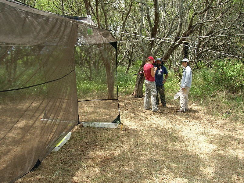 File:Starr 060627-8237 Prosopis pallida.jpg