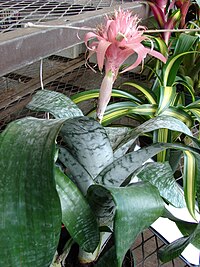 Starr 080103-1395 Aechmea fasciata.jpg