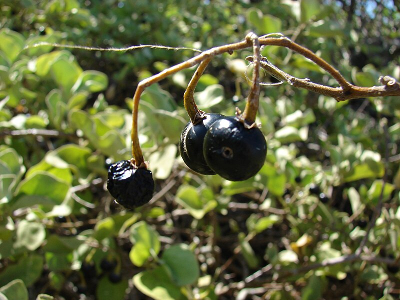 File:Starr 080603-5685 Solanum nelsonii.jpg