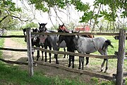 Young Lipizzans