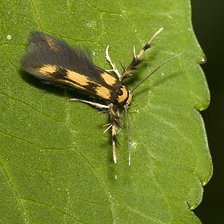 <i>Stathmopoda pedella</i> Species of moth