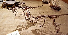 Stagoceras-csontvázak a Royal Tyrell Múzeumban