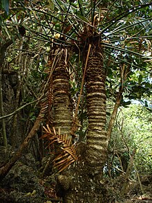 Stem and palm-like structure. Image by Lauren Gutierrez.