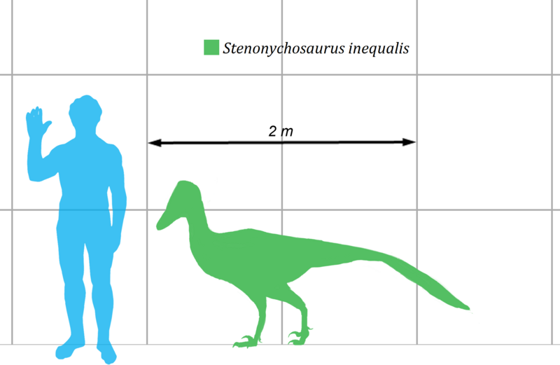 File:Stenonychosaurus-scale.png