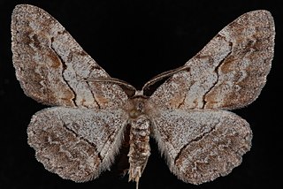 <i>Stenoporpia pulmonaria</i> Species of moth