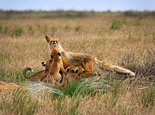 Steppe family: a common grassland animal, the swift fox Steppe Family by Mashin Rostislav.jpg