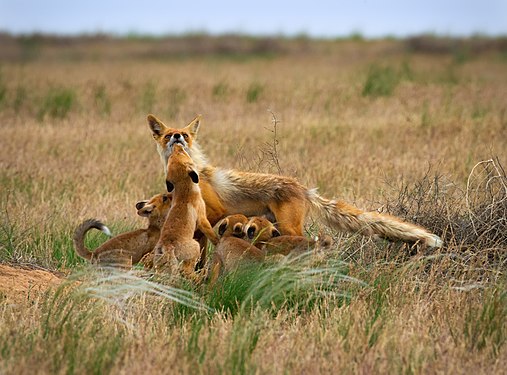 Foxes at Chyornye Zemli Nature Reserve, Republic of Kalmykia, by RostislavMashin