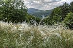 Stipa pennata