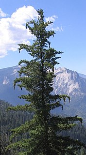 <i>Pinus lambertiana</i> Pine tree found in North America