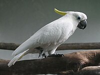 Cockatoo, Sulphur-crested Cacatua galerita