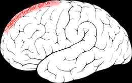 Gyrus frontal supérieur.png