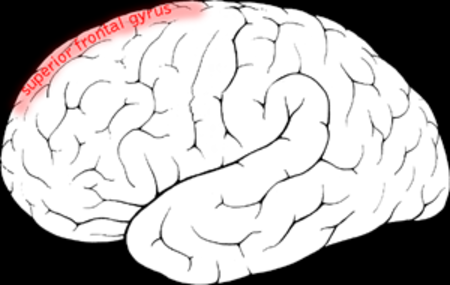 Superior frontal gyrus.png